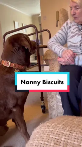 CEO of “they’re only little”😂 #grandma #labrador #dogsoftiktok #nanny #dog