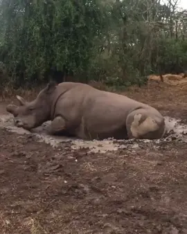 NORTHERN WHITE RHINO: Here's a beautiful throwback video from our friend #JamesMwenda of #NorthernWhiteRhino Fatu taking some time to enjoy a mud bath 🦏 📽 James Mwenda  #HelpingRhinos #BeMoreRhino #OlPejeta #EveryRhinoCounts #OlPejetaConservancy #Kenya #Laikipia #LaikipiaCounty #Fatu #MudBath #MudMud #GloriousMud #RhinoMudBath #RhinoBums #RhinoConservation #Conservation