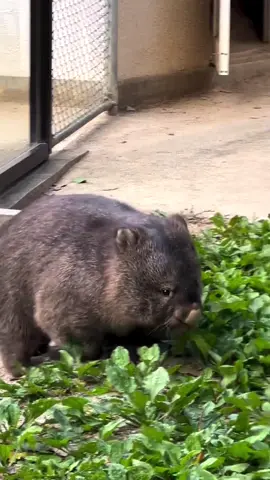 Wombats! Let us become the biggest Wombats Family! #wombats #wombat #animal #fy #fyp
