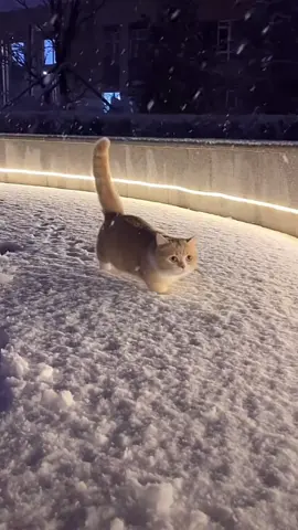 ☃️💕 #cat#catsoftiktok #cats #catslovers #猫#猫可愛い #猫のいる暮らし