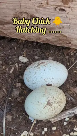 Baby Chick Hatching- I was able to catch a hatch in action today ...#babychicks #hatchingeggs #hatchingchickens #homesteading #homestead #offgrid #offgridliving