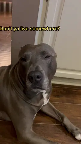 I keep learning new things about Bagel #cuteness #foryou #dogsoftiktok #fyp