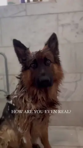 He got bath today! #germanshepherd #dog #puppy #cutepet #happydog #trending #fyp #viral