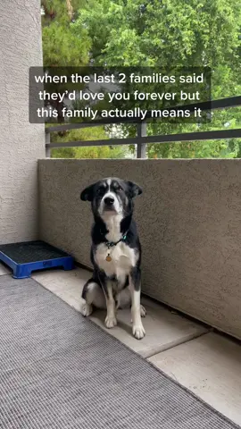 Do you ever wonder what your dog would do if they saw their original owner? #rescuedog #getthewchallenge #adoptorshopresponsibly
