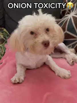 I am sick with guilt and absolutely heartbroken. Please pray for a full recovery💔 Onion toxicity is terrifying, something I never imagined would happen to my pups… to d0nate towards their care: venmo- oliviasoddballs Cashapp- $oliviasoddballs.  #fyp #foryoupage #sick #ReTokforNature #nourisheveryyou #dogsoftiktok