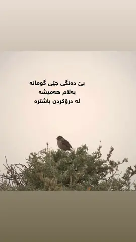 #erbil #kurdistan #kurd #foryou #fyp #hawler #erbil_iraq