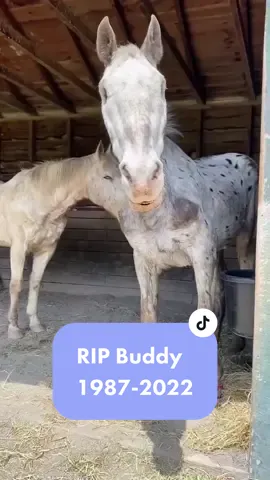 Buddy let us know he was ready so we let him go. We’ve always said we’d say goodbye when his time came, not 1 moment before or after. We love you, Bud