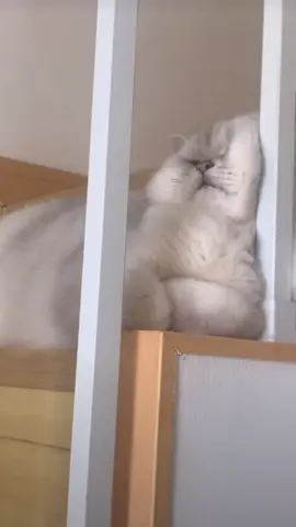 😂 #cat#catsoftiktok #cats #catslovers #猫#猫可愛い #猫のいる暮らし