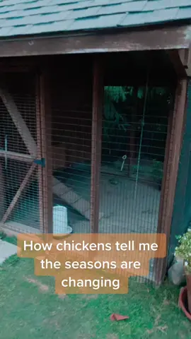 The chickens will always let you know when there is less sun. Watch for earlier night times. #chickens #chickensontiktok #chickensoftiktok #backyardchickens #backyardfarm #backyardfarming #farmlife #farmlifeisthebestlife #seasonschange #seasons #fall 