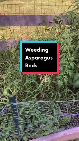 Showing you the not-so-fun part of gardening #verygoodgardening #notsofun  #asparagus #weeding #gardentok #gardenwithme #gardenproject #gardening101 #homestead #ducks