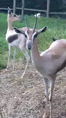 Speke’s gazelles can inflate their nose and honk when they get excited! #gazelle #spekesgazelle #honk #nose #nosehonk #cute #cuteanimals #akronzoo