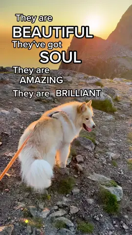 Send me a ❤️ if you agree. #fy #fypage #suomenlapinkoira #finnishlapphund #norwaytiktok #Hiking #dogtraveling #hikingwithdogs
