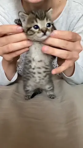 😆belly jingle jingle! Sooooooo cute!! #kitten  #cutie  #cat #interesting
