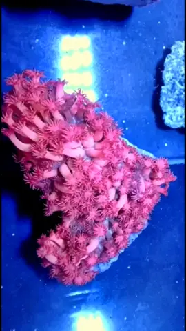 #rimpods #reef #reeftank