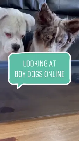 Mom’s gonna need a lock on her laptop 😳 #funnydogs #whiteboxers #skits #boxers #boxerdogs #funnydogvideos #funnyvideos #dogmemes #dogcomedy #comedy #funny #dogskit #australianshepherd