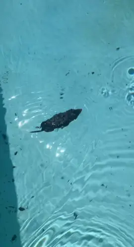 Just having a bath 🐭 #mouseinthepool #swimming #fyp #foryou #mousetok
