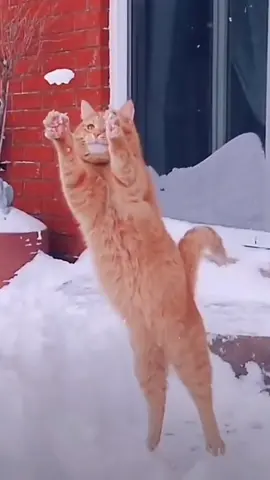 🥰 #cat#catsoftiktok #cats #catslovers #猫#猫可愛い #猫のいる暮らし