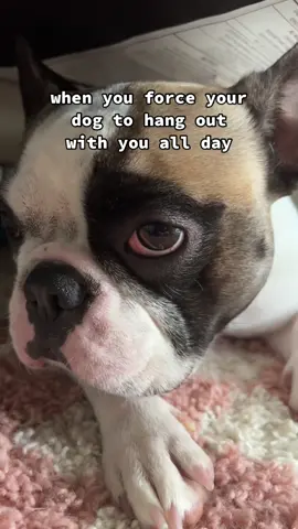 shes so fedup with me #frenchielife #frenchbulldog