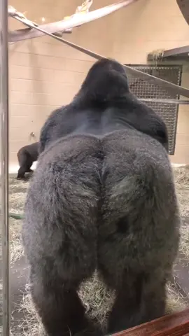 Sliding in your DM's like... #funny #friday #trending #fyp #foryou #gorilla #comedy #animals #weird #zoo