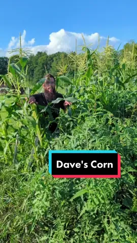 Got the kid to help me film, best of 20 takes lol, Go Dave! @copperwood_mom #bigbeard #countryliving #farm #pov #outdoorlife #homesteader #beardsoftiktok #educatedbeards #countrylife #Outdoors #garden #corn