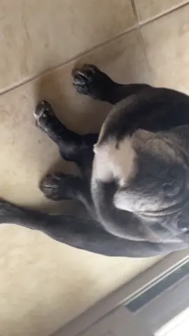 max is sick and tired of this #poggers #fyp #foryou #dog #nourisheveryyou #findyourgrace