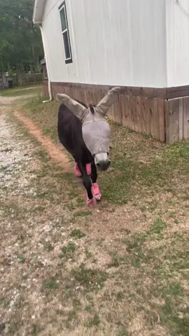#montethesingingdonkey’s dad makes a brief appearance 🥺💓. Some OG #emptybowlblues at the porch! #nourisheveryyou #yardgoblin #donkeytok