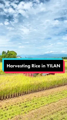 Harvesting rice in Yilan,Taiwan#harvest #rice #machine #fyp #trending #taiwan #rice #ricefields