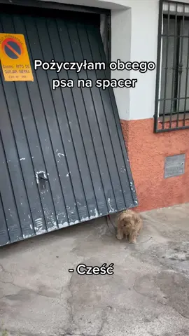 Nie znam właściciela! #viral #dogperson #dog #pies #dc #followme #animals #lovedogs #cute #dogsoftiktok #dogmom #tiktok #happy #Summer #helpanimals #pies #dobryuczynek #helpdogs #support #sekret #meme