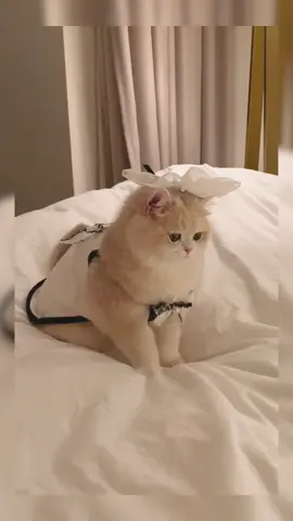 When it gets angry,it ignores me and glares at me.#catsoftiktok #cutecat #cat #cats #catlover #pet #catlitter #fyp #cattok #kittensoftiktok #kitty #kittycat #kitten