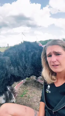 Stay away from trouble! 😅 #ostrich #kingostrich #velociraptor #ostrichtiktok #EduTok #ostrichfeathers #depassiehoeve