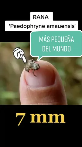 La rana 'Paedophryne amauensis' es el vertebrado más pequeño del mundo con tan solo 7,7 milímetros de longitud.#cienciaentiktok #biologia #animales #curiosidades #AprendeEnTikTok #rana #animalestiktok