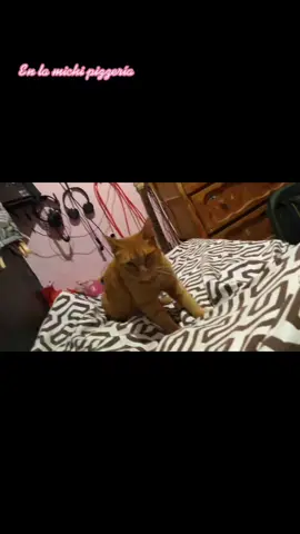 😺😸#trend #fyp #fypシ゚viral #cattok #kittens