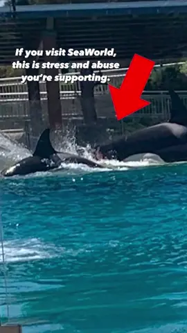 Captivty leads to agression, and tanks leave little room to get out of the way #seaworldsucks #dontbuyaticket #dolphinproject #captivtykills #wildandfree 🎥 @PETA