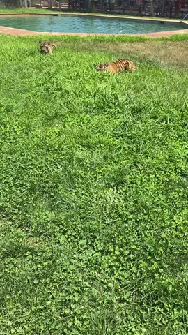 Hiding in the tall tall grass 😂 #tiger #equinox #exodus #findyourgrace #nourisheveryyou  #outofafrica