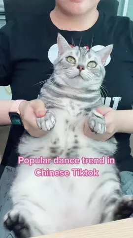Cat dance popular trend from chinese tiktok #cats #catsoftiktok #catdance #cutecats #cutecatsoftiktok #cute #pet #kittensoftiktok #kitten #mewow😺