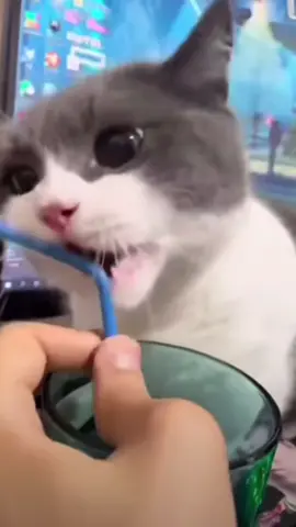 😉 #cat#catsoftiktok #cats #catslovers #猫#猫可愛い #猫のいる暮らし