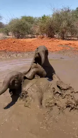 Rokka & Manda enjoying an energetic mud bath, which goes up a gear as Vaarti & Mayan come back into the water to double the fun! These four elephants are orphans, rescued & now being raised by us until they are older and can return to the wild. Read their stories & support their care by adopting on our website. Link in bio. #elephants #adopt #foster #animalrescue #saveanimals #animals #mud #cuteanimals #fyp #kenya #wildlife