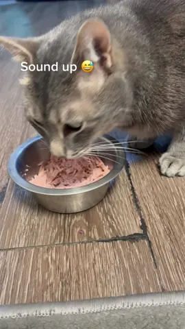 Just some cat eating his birthday tuna AMSR lol. 😝 #funny #catmom #catsoftiktok #soundup #cute #purr #purring #happyboy #fyp #foryou #foryoupage
