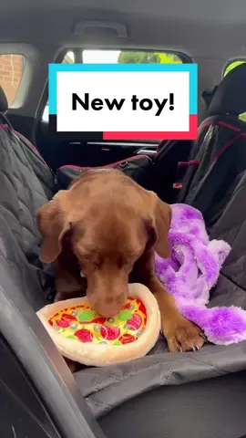It was an “accident” 🐙 #shopping #goodboy #labrador #petstore #fyp