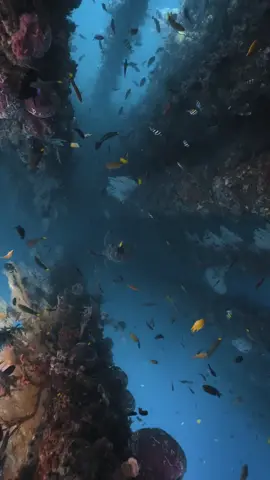 These are the moments worth fighting for. How serene does this underwater world look? 🎥: @pema.travels