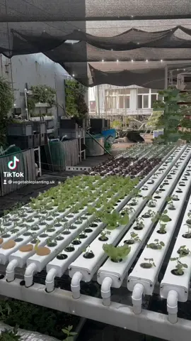 Do you like it? Tell me in the comments🥰🥰#hydroponics #hydroponicgardening #growyourownfood #hydroponicgardening #gardentok #homegarden #gardenproject #farmers #farmertok