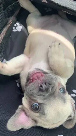 Franks brother is here! 🥰 Stay tuned!! 😍🐕 #happy #Love #cute #cutebaby #cutepuppy #cutepuppies #viral #viralvideos #funny #fun #dog #dogparents #dogsoftiktok #puppiesoftiktok #puppy #puppies #puppytiktok #frenchbulldog #frenchbull #healthadepopit #dogs #doglover #happydog #happydoggie #happydoggo #cutedog #cuteness #dogvideos #dogvideosoftiktok #dogoftiktok #videooftheday #dogoftheday #fyp #fy #puppytiktok #fypシ #fypシ゚viral #fyppppppppppppppppppppppp #fypdongggggggg #foryoupage #foryoupageofficiall #foryoupage❤️❤️ #duet #duetos #duettiktok #duetwithme #duetwith #savagechallenge #savage #comedy #tiktoktrend #tiktoktrending #TikTokTrends #tiktoktrendsetter #foryou #foryoupage #foryoupageofficiall #foryourpage #foryourpagechallenge #foryourpages #foryourpageofficial #dogmom #doglife #cuteness #cuteanimals #cuteanimalsoftiktok #siblingsmeeting #Siblings #meetingmybrother #meetingsiblingsforthefirsttime #firsttime #firsttimemeeting #dogsiblings #siblingsmeeting #siblingsmeetforthefirsttime #puppiesmakemehappy #puppymeetsdog #puppymeetsbrother #meetmysiblingchallenge #dogsibling #dogsiblings #puppysibling