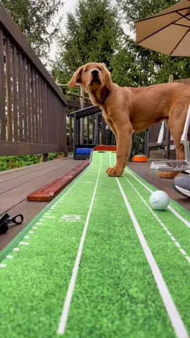 Cooper loves playing with our Perfect Putting Mat 🐶⛳️ #perfectpracticegolf #golf #dogsoftiktok #alwaysbeputting 
