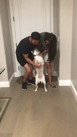 When mommy and daddy come home after being gone for a whole week!!! 🐶❤️ #dogs #dogparents #puppylove #happydog #fyp