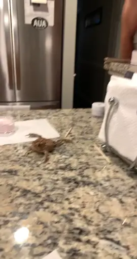 my dad likes to bring toads into the house unannounced #findyourgrace #foryou #fyp