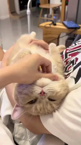 🤭🤭#pet#cat#foryou#fpy