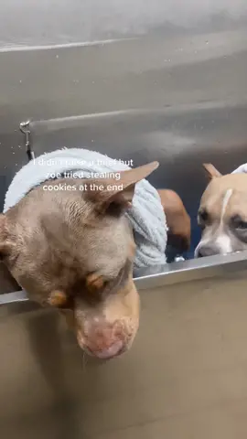 come with us for bath time. and to see zoe try to steal cookies. #americanbully #dogsoftiktok #dogmom