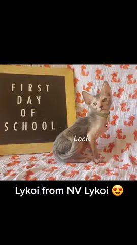 #lykoicat #lykoicatsoftiktok #kittens #tica #purebred #showcats