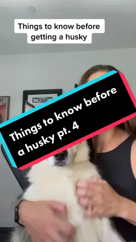 Things to know before getting a husky pt 4 #foryoupage #fyp #huskiesoftiktok #dogsoftiktok #huskies #dogs