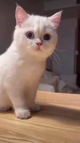 🥺 #cat#catsoftiktok #cats #catslovers #猫#猫可愛い #猫のいる暮らし
